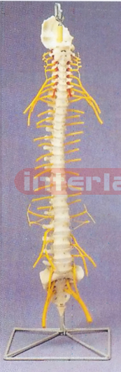 MEDICAL FLEXIBLE SPINE WITH NERVES